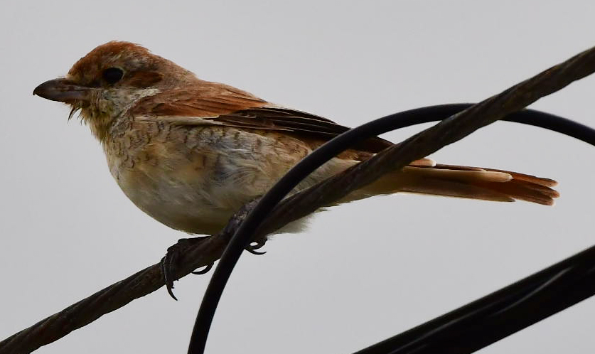 Red-backed Shrike