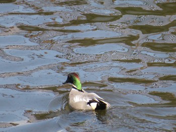 Falcated Duck 高槻市 Sun, 3/3/2024