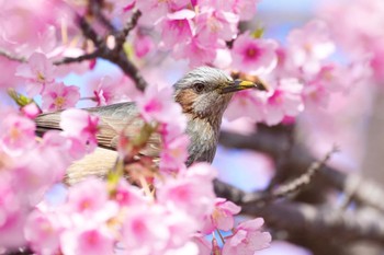 Brown-eared Bulbul 旧中川水辺公園 Sat, 2/24/2024