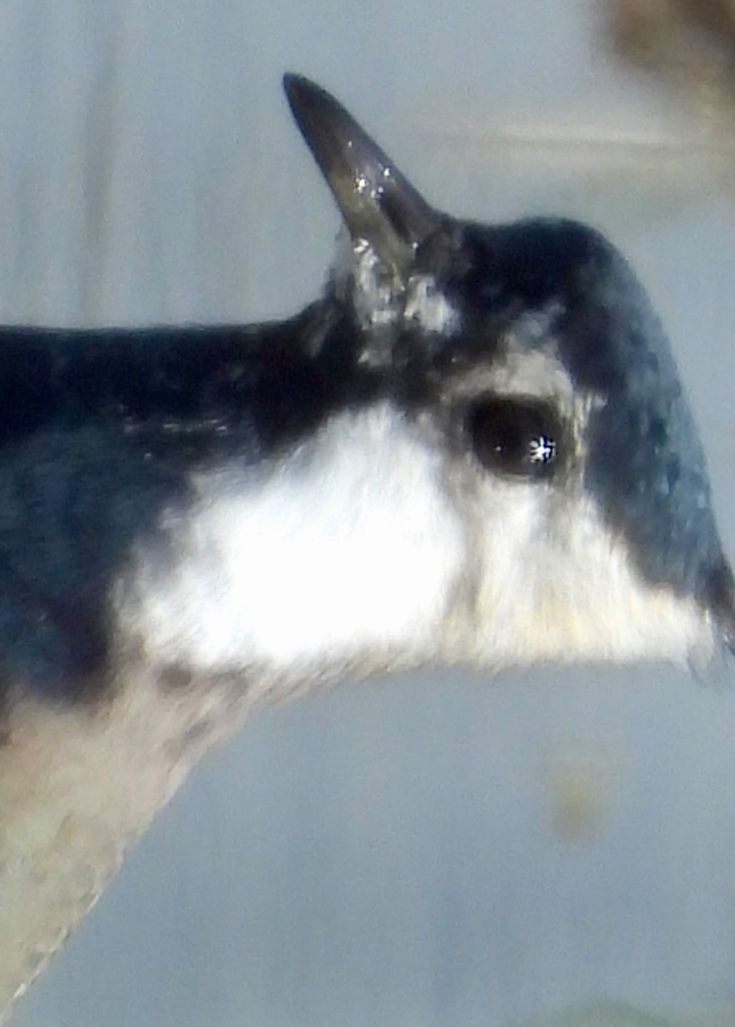 Northern Lapwing