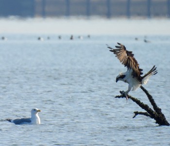 2024年3月3日(日) 藤前干潟の野鳥観察記録