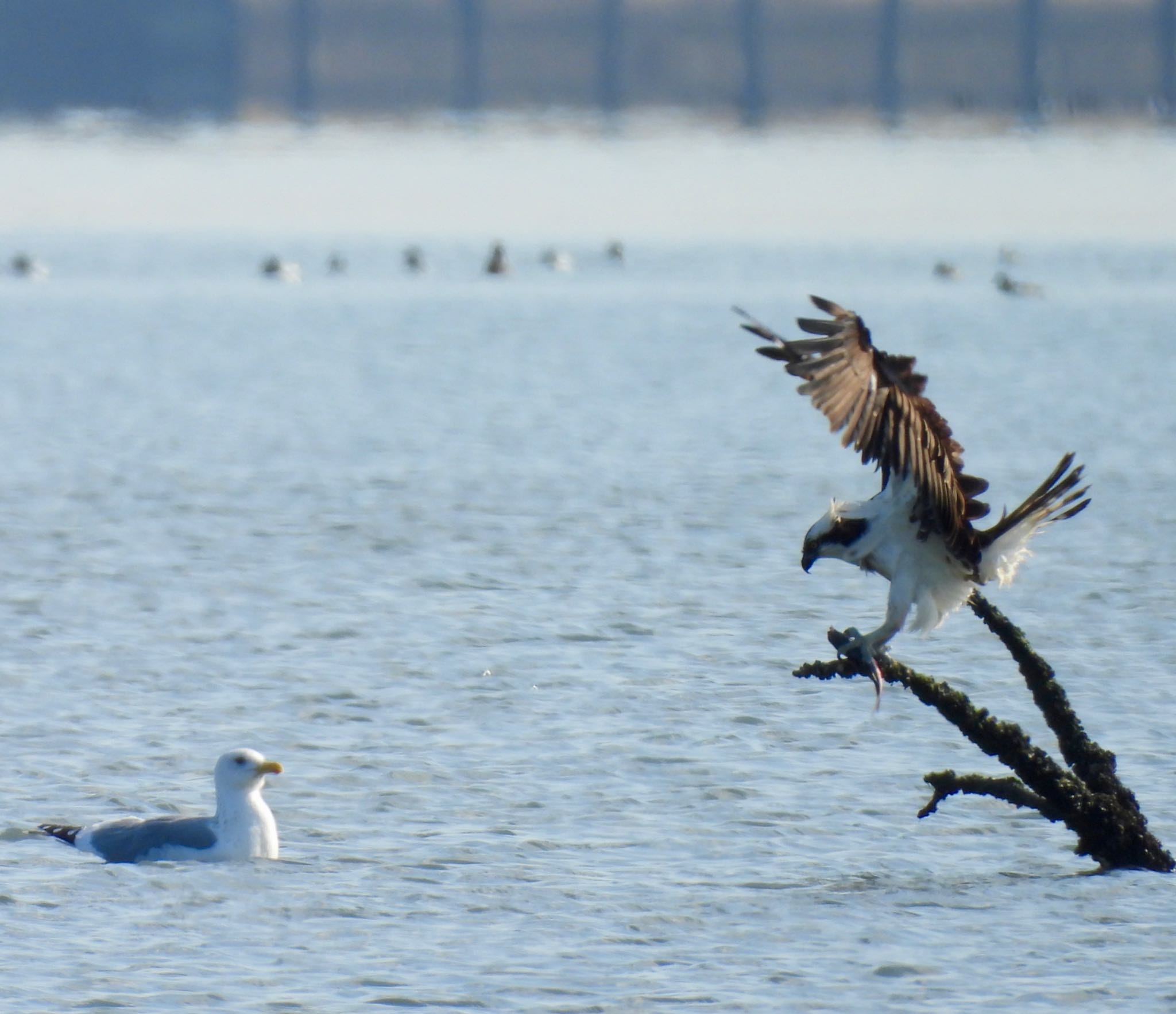 Osprey