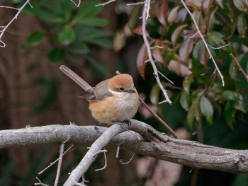 Bull-headed Shrike 横浜市立金沢自然公園 Thu, 3/7/2024