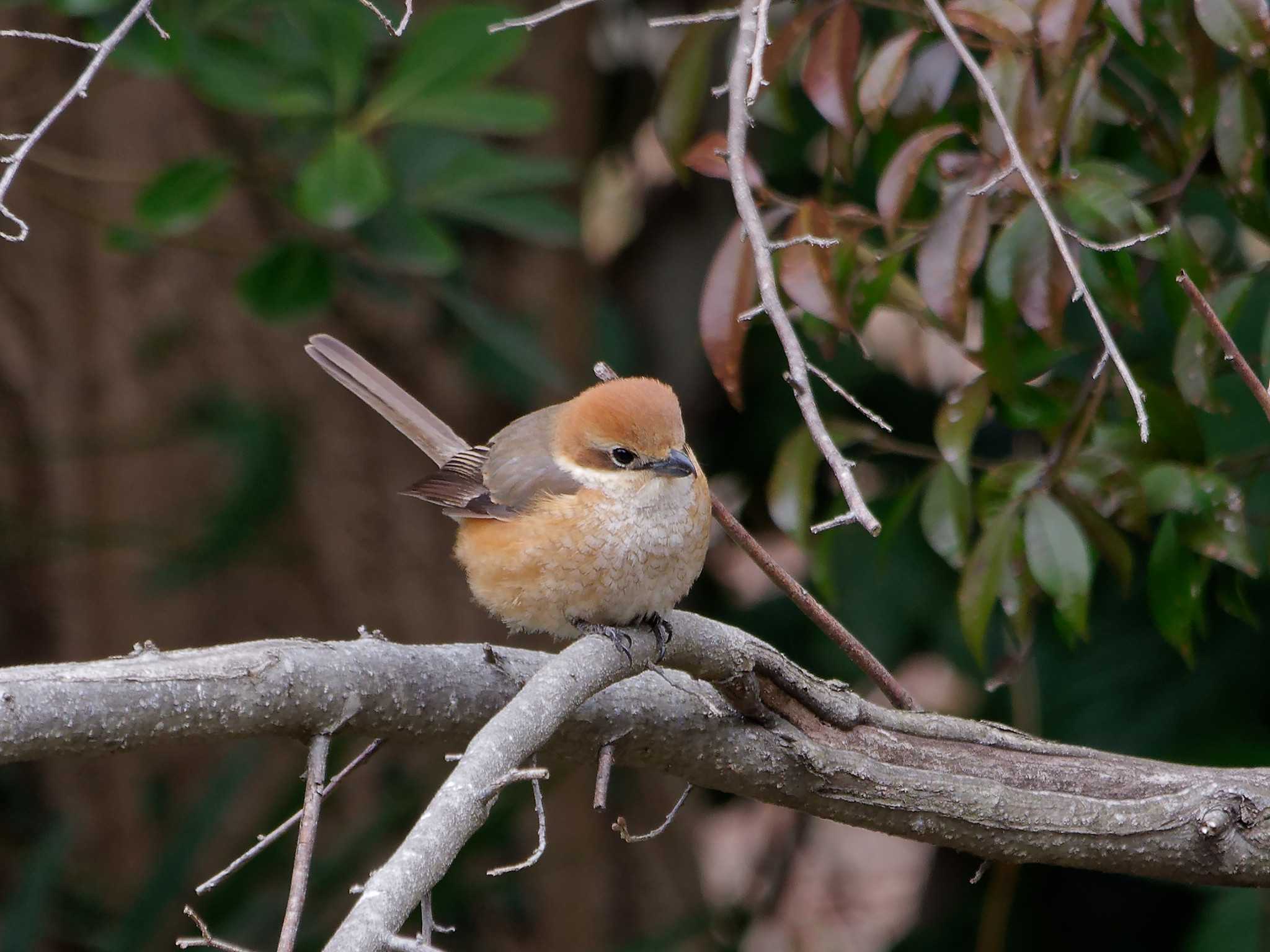 Bull-headed Shrike