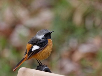 Daurian Redstart 横浜市立金沢自然公園 Thu, 3/7/2024