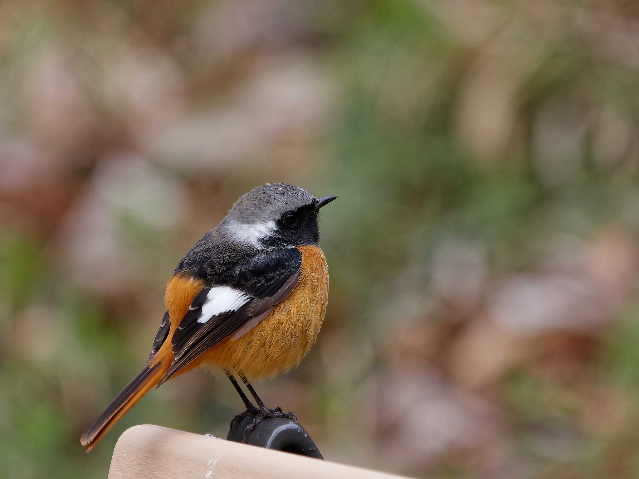 Photo of Daurian Redstart at 横浜市立金沢自然公園 by しおまつ