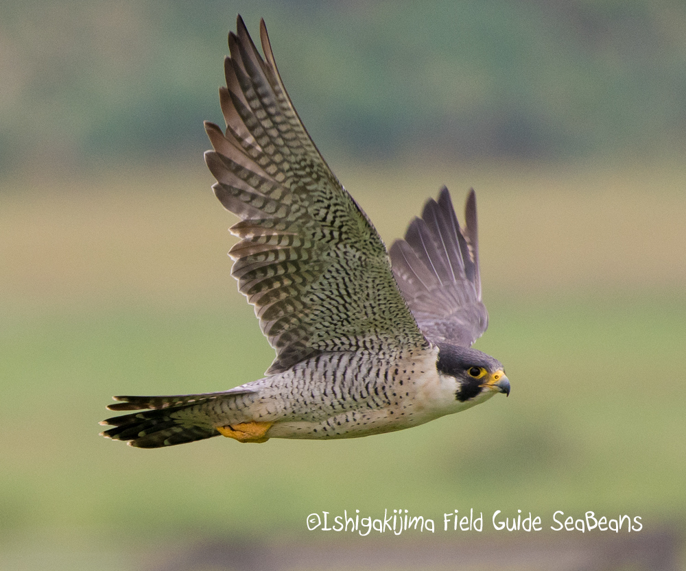 Photo of Peregrine Falcon at Ishigaki Island by 石垣島バードウオッチングガイドSeaBeans