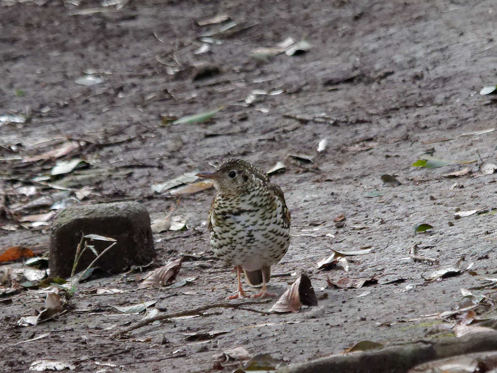 Photo of White's Thrush at 横浜市立金沢自然公園 by しおまつ