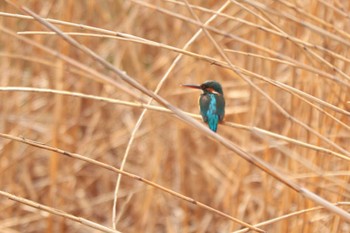 Common Kingfisher 二ツ池公園 Thu, 3/7/2024