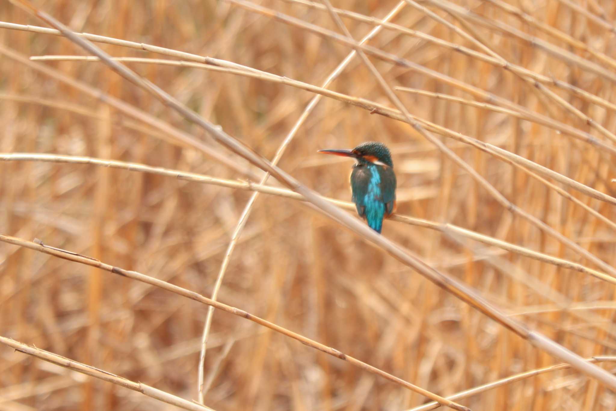 Common Kingfisher