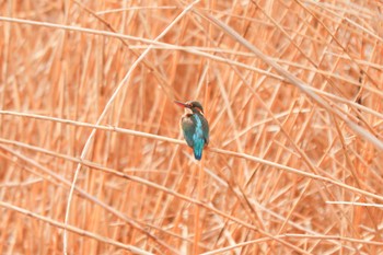 Common Kingfisher 二ツ池公園 Thu, 3/7/2024