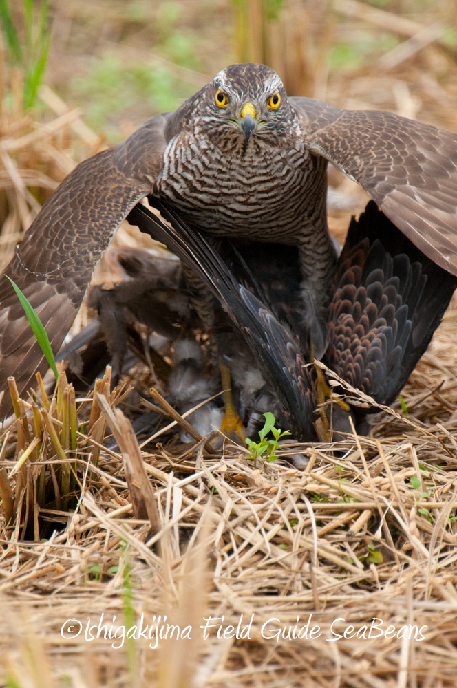 Photo of Eurasian Sparrowhawk at Ishigaki Island by 石垣島バードウオッチングガイドSeaBeans