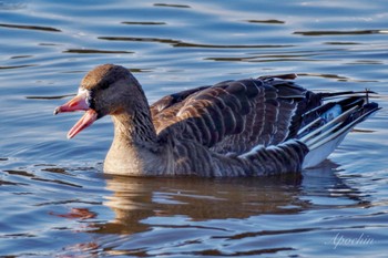 Greater White-fronted Goose 夏目の堰 (八丁堰) Sat, 2/10/2024