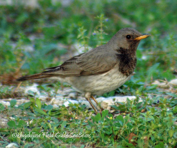 Black-throated Thrush Ishigaki Island Unknown Date