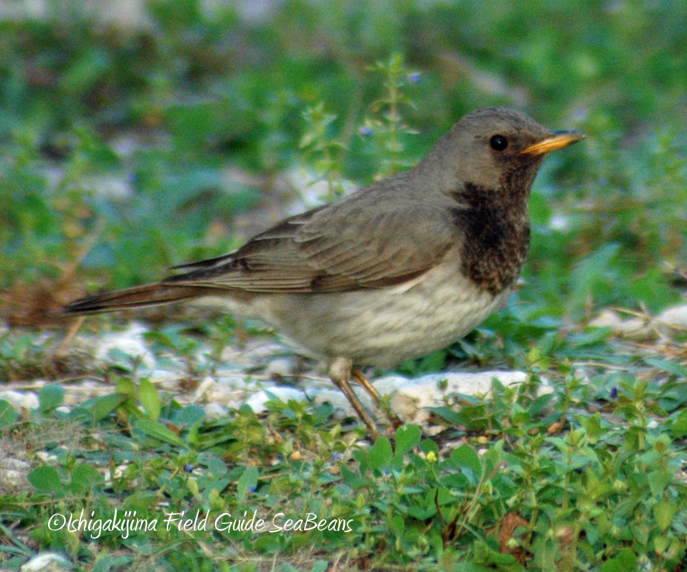 Photo of Black-throated Thrush at Ishigaki Island by 石垣島バードウオッチングガイドSeaBeans