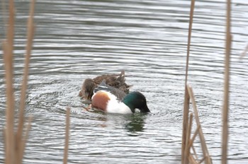 ハシビロガモ 井の頭公園 2024年3月7日(木)