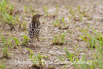 Pechora Pipit