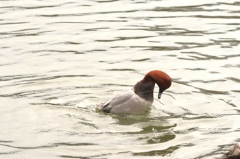 2024年3月7日(木) 井の頭公園の野鳥観察記録