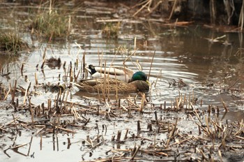 マガモ 井の頭公園 2024年3月7日(木)