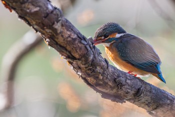 Common Kingfisher 善福寺公園 Sat, 2/24/2024