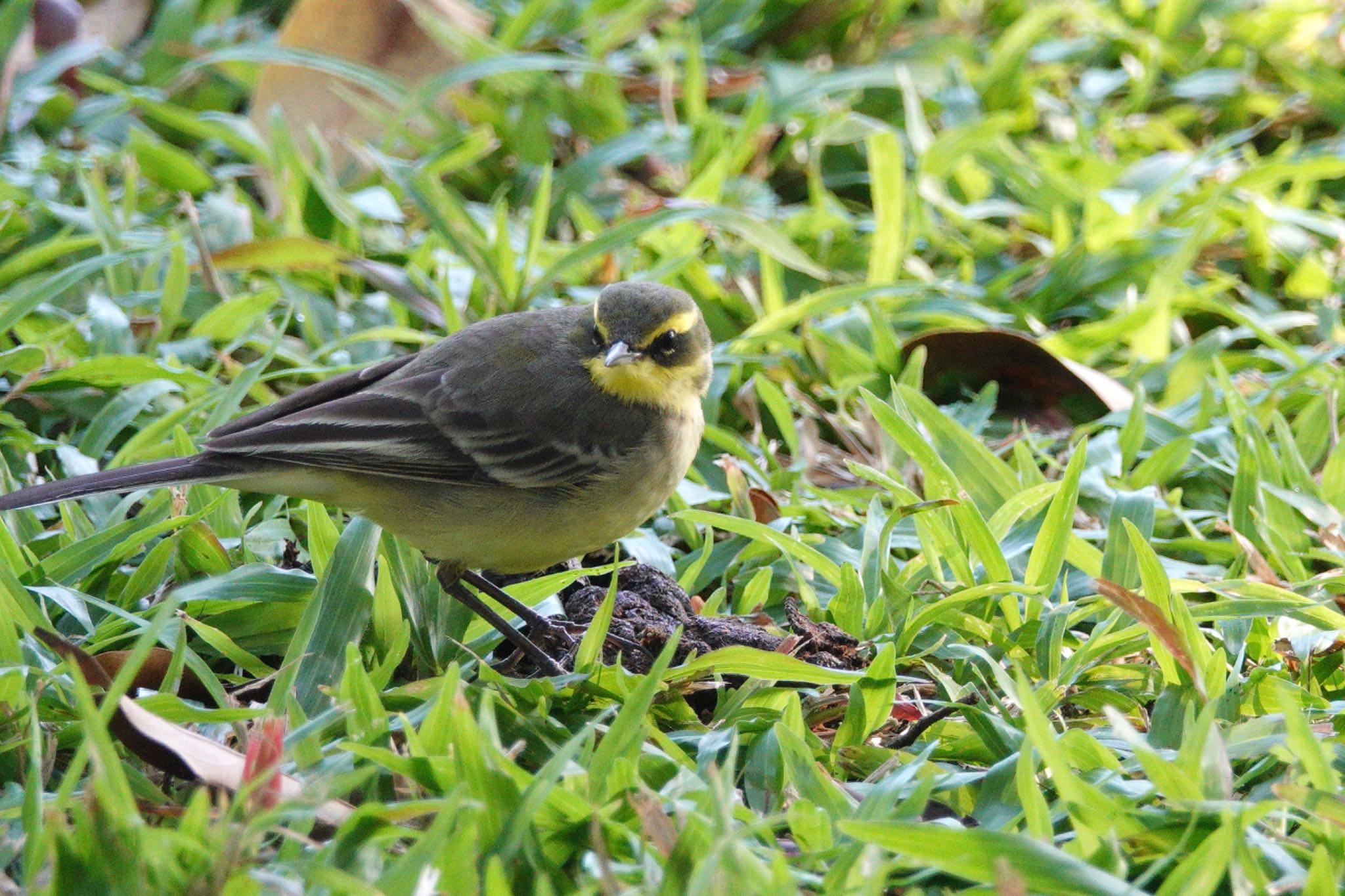 Eastern Yellow Wagtail