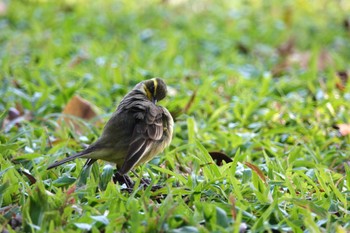 ツメナガセキレイ 青年公園(台湾) 2024年1月19日(金)