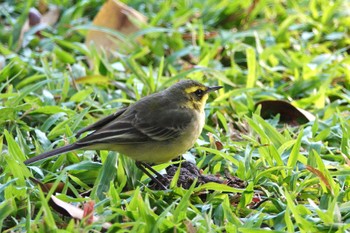 ツメナガセキレイ 青年公園(台湾) 2024年1月19日(金)