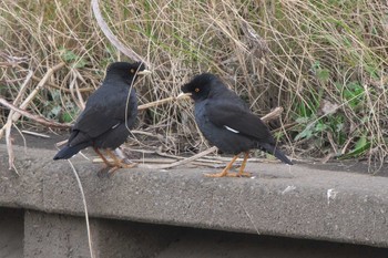 Crested Myna 金井遊水地(金井遊水池) Thu, 3/7/2024