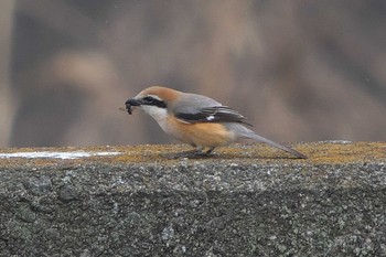 Bull-headed Shrike 金井遊水地(金井遊水池) Thu, 3/7/2024