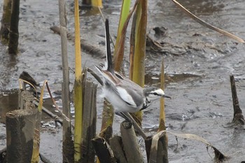 White Wagtail 金井遊水地(金井遊水池) Thu, 3/7/2024