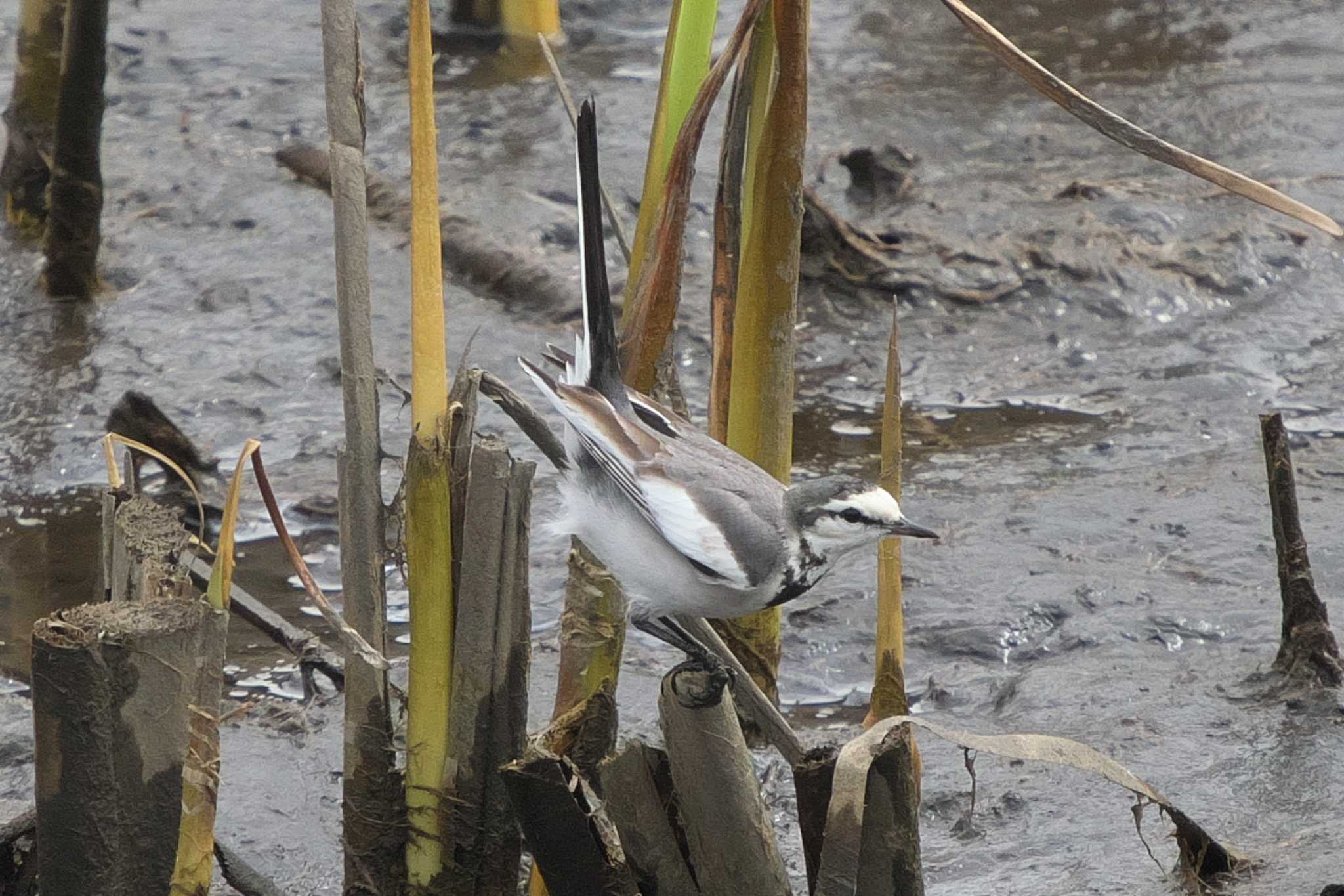 Photo of White Wagtail at 金井遊水地(金井遊水池) by Y. Watanabe