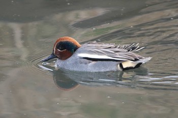 Eurasian Teal 金井遊水地(金井遊水池) Thu, 3/7/2024