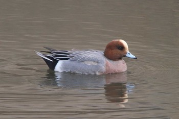 Eurasian Wigeon 金井遊水地(金井遊水池) Thu, 3/7/2024