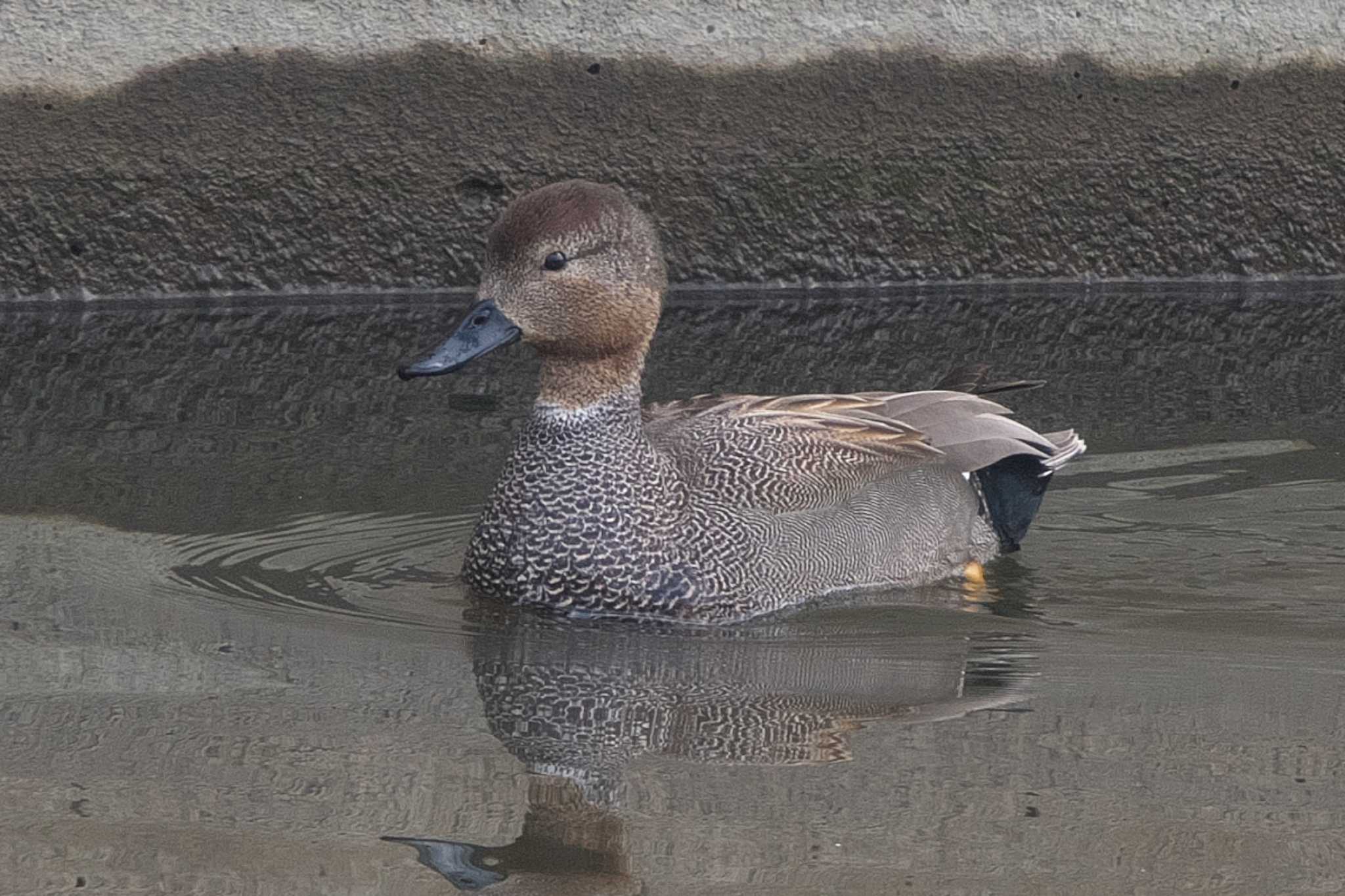 Photo of Gadwall at 金井遊水地(金井遊水池) by Y. Watanabe