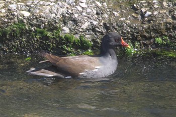 Common Moorhen 金井遊水地(金井遊水池) Thu, 3/7/2024