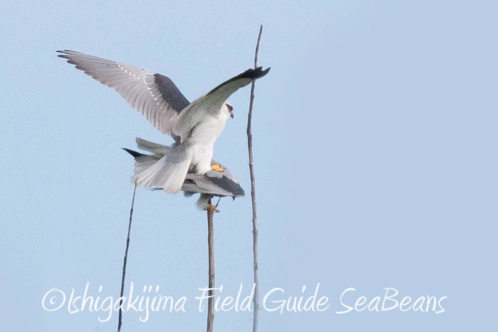 Black-winged Kite