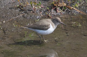 Common Sandpiper 金井遊水地(金井遊水池) Thu, 3/7/2024