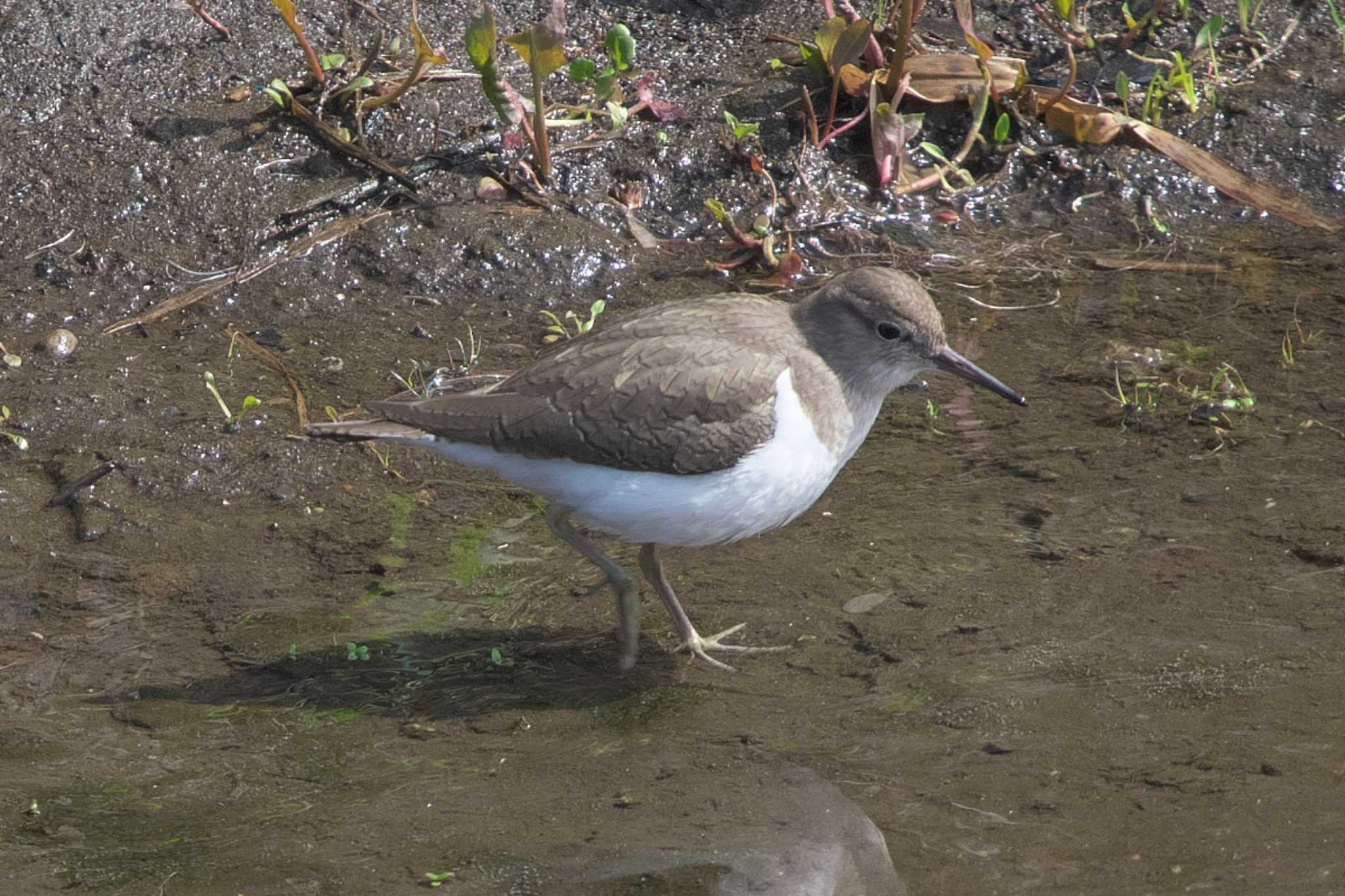 Photo of Common Sandpiper at 金井遊水地(金井遊水池) by Y. Watanabe