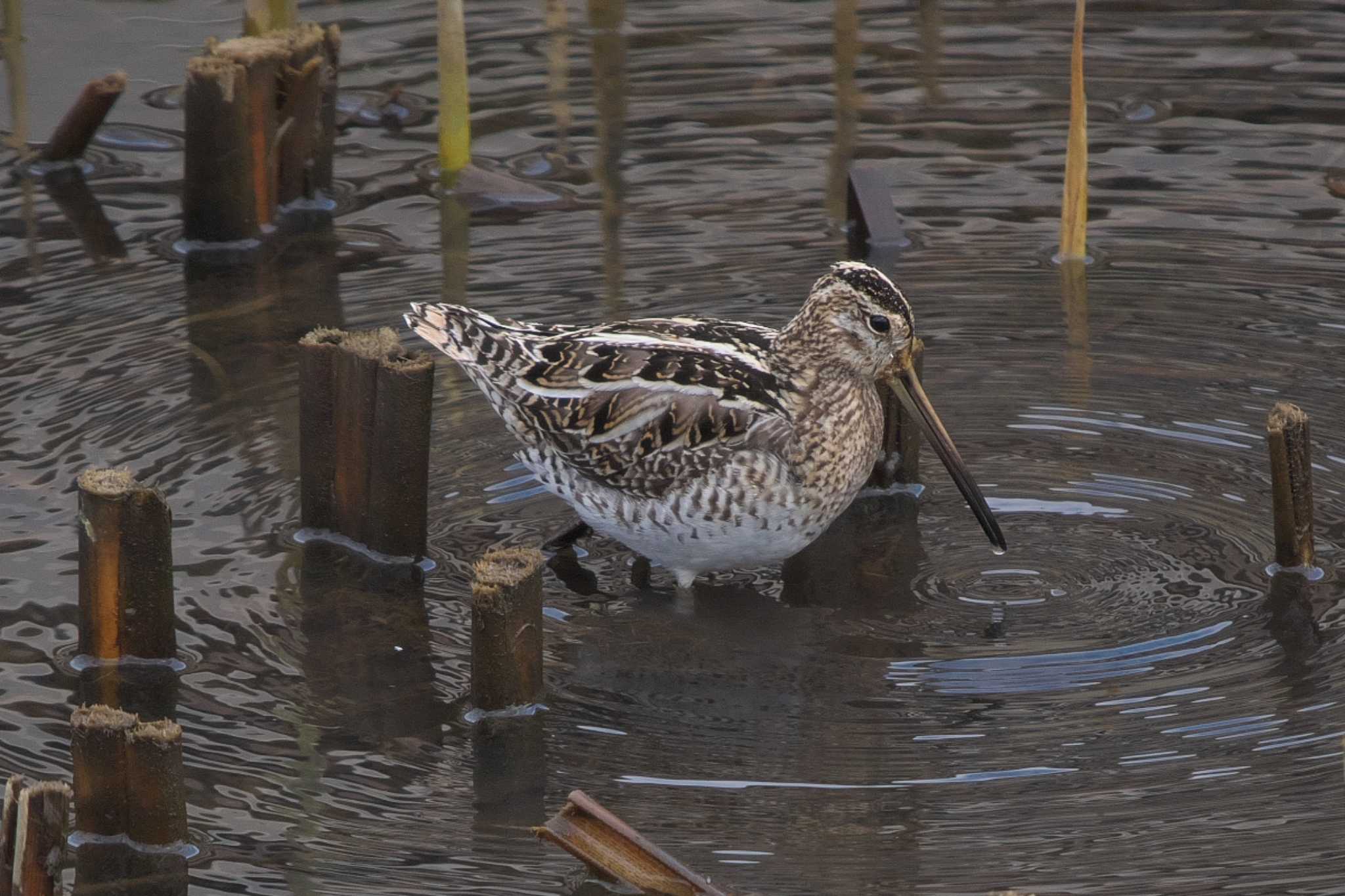 Photo of Common Snipe at 金井遊水地(金井遊水池) by Y. Watanabe