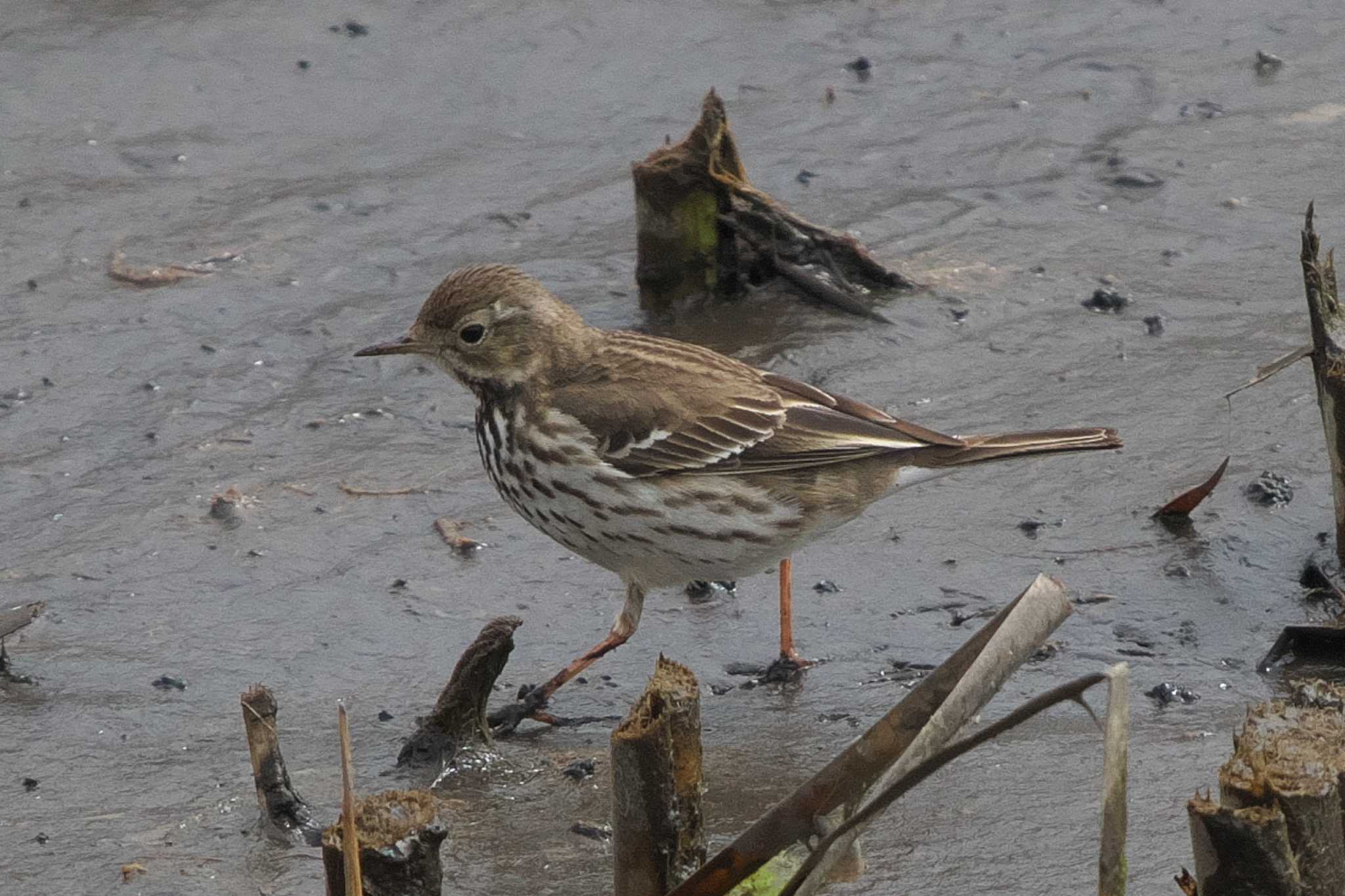 Photo of Water Pipit at 金井遊水地(金井遊水池) by Y. Watanabe