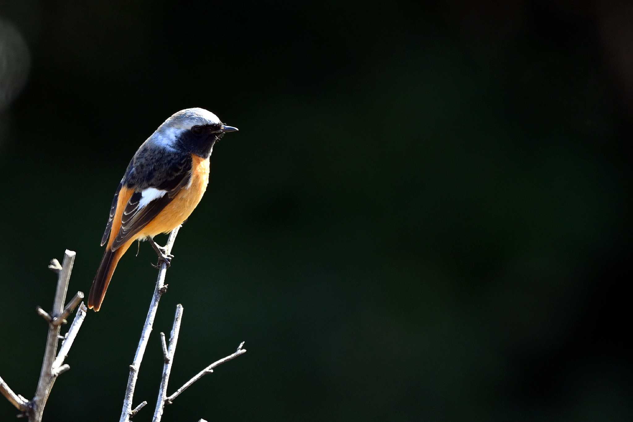 Photo of Daurian Redstart at 加木屋緑地 by ポッちゃんのパパ