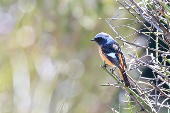 Daurian Redstart 加木屋緑地 Sun, 3/3/2024