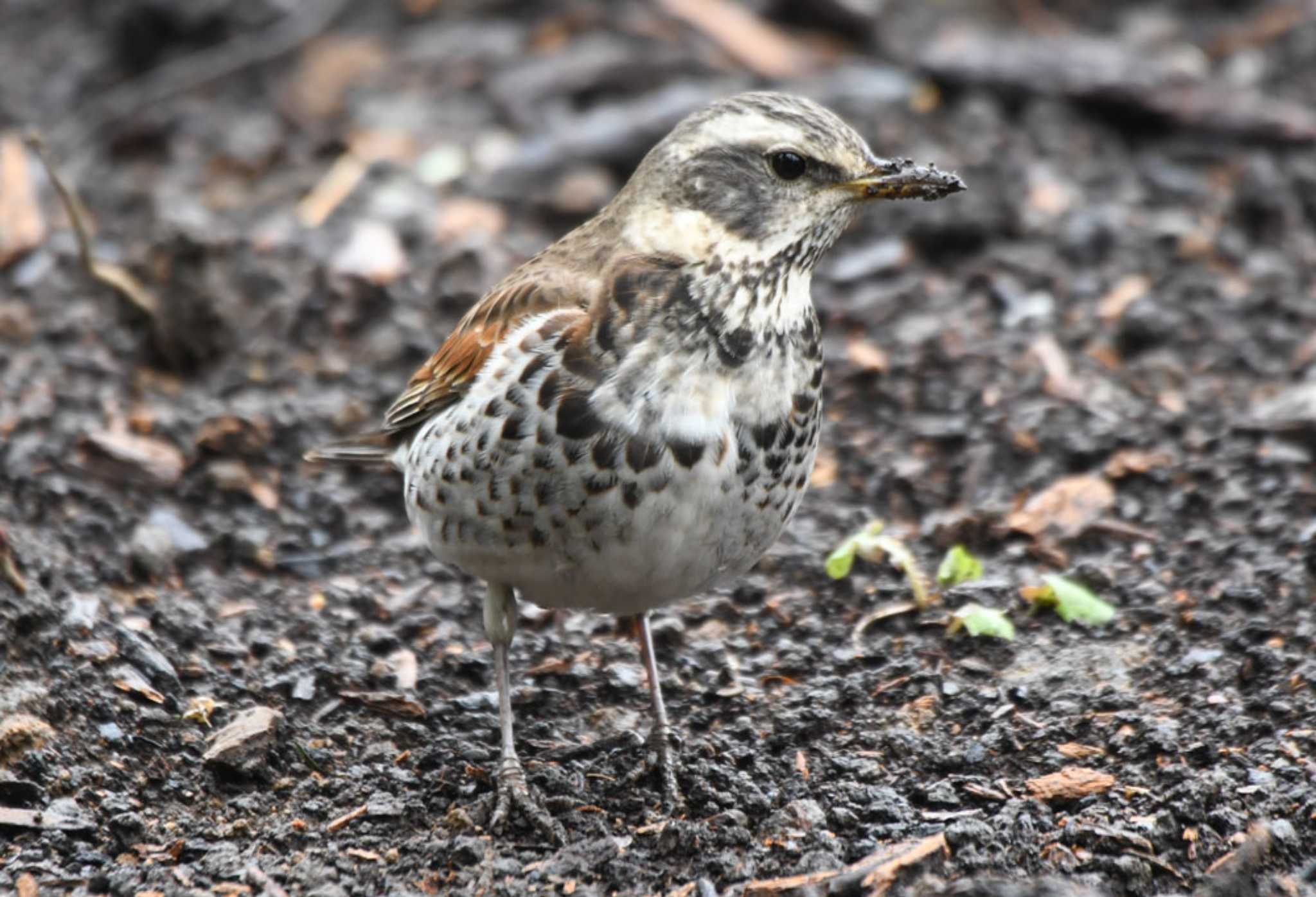 Photo of Dusky Thrush at Shinjuku Gyoen National Garden by TOM57