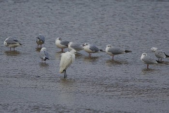 Little Egret 大阪府堺市 大和川 Sat, 3/2/2024