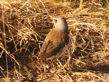 Fieldfare 利根川 Sat, 3/2/2024