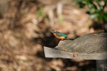 Common Kingfisher 源兵衛川 Mon, 2/12/2024