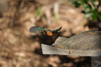 Common Kingfisher 源兵衛川 Mon, 2/12/2024