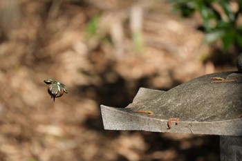 カワセミ 源兵衛川 2024年2月12日(月)