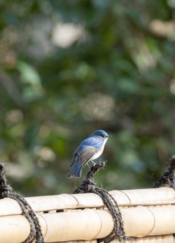 Red-flanked Bluetail Inokashira Park Thu, 3/7/2024