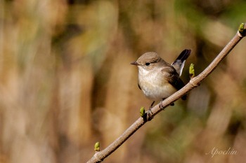 Red-breasted Flycatcher 小網代の森 Sat, 2/3/2024